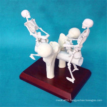 Artificial Skeleton Seesaw Bones Medical Model Gift